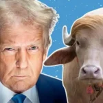 Albino buffalo from Bangladesh compared to Donald Trump in viral internet memes