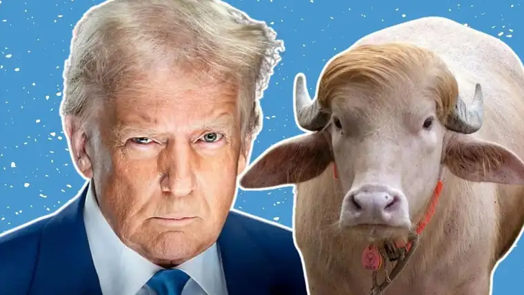 Albino buffalo from Bangladesh compared to Donald Trump in viral internet memes
