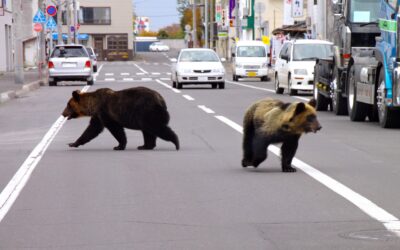 Authorities searching for a bear in an urban area of Japan after multiple sightings.